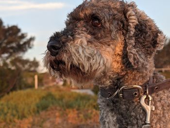 Close-up of a schnoodle dog looking longingly to the distance