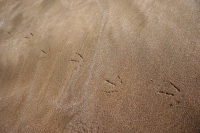 Close-up of bird on sand