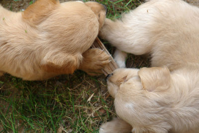 Dog sleeping on grass