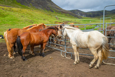 Horse standing on field