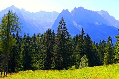 Scenic view of pine trees against sky