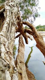 Close-up of tree trunk