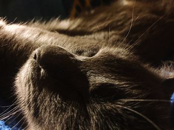 Close-up of cat