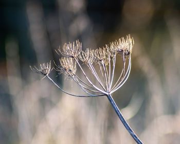 Close-up of dried plant