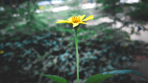 Close-up of yellow flowering plant