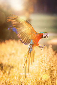 Close-up of bird flying over field