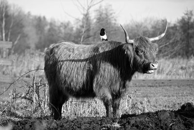 Magpie perching on highland cattle