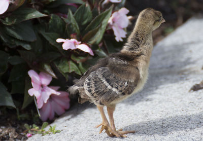 Close-up of bird