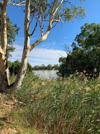 Scenic view of river amidst trees against sky