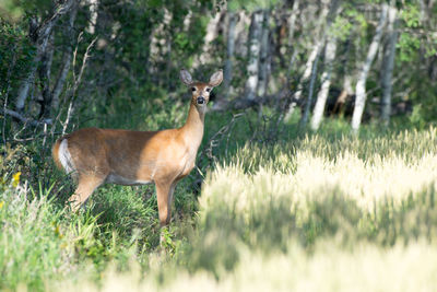 Deer standing in forest