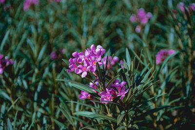 Close-up of pink flowering plants on field