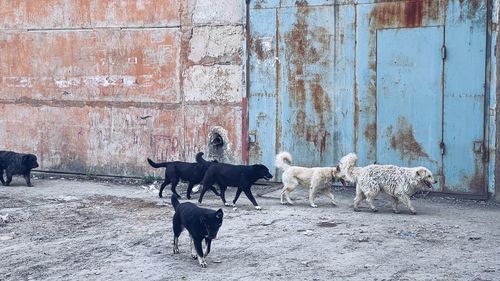 Cows standing in a field