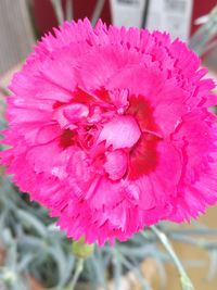 Close-up of pink flower blooming outdoors