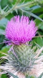 Close-up of thistle blooming outdoors