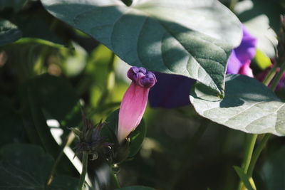 Close-up of purple flowering plant