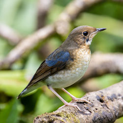 Close-up of bird perching on branch