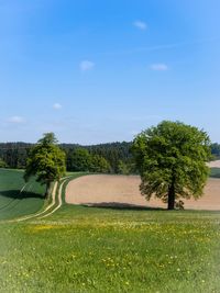 Trees on field against sky