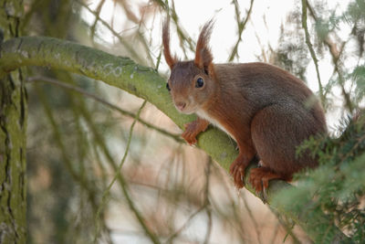 Close-up portrait of squirrel on tree