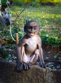 Portrait of monkey sitting on rock