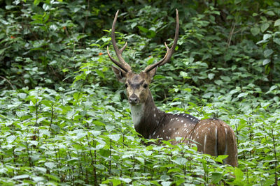 Close-up of green leaves