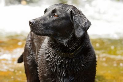 Wet dog by river looking away