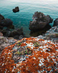 Close-up small grass growing on stone with the lichen with the sea at the background