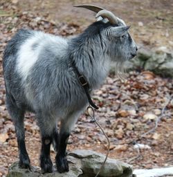 Goat standing in a field