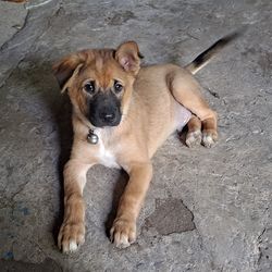 pet
