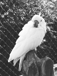 Close-up portrait of cockatoo