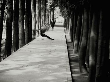 Narrow walkway in park