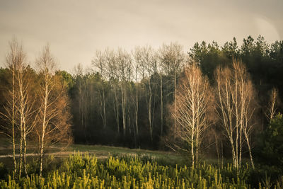 Scenic view of lake amidst trees against sky