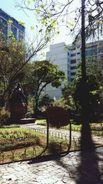 Chairs and trees in city