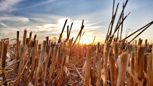 Close-up of stalks in field against sky during sunset