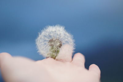 Close-up of hand holding dandelion