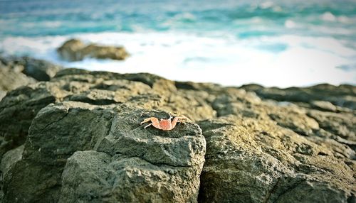 Crab on rocks against sea