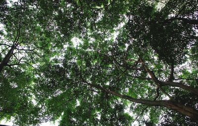 Low angle view of trees in forest