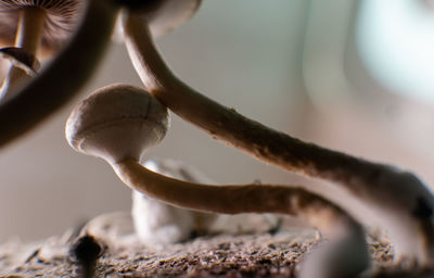 Close-up of mushroom growing on tree