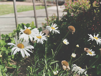 Close-up of white flowering plant