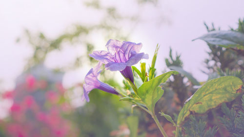 Close-up of purple flowering plant