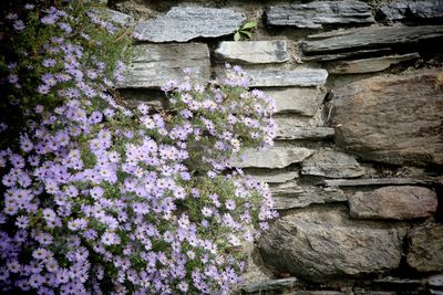 Close-up of purple flowers