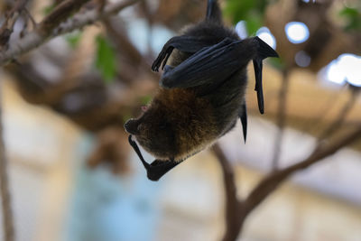 Close-up of bird perching on a branch