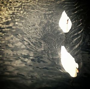 Reflection of trees in water