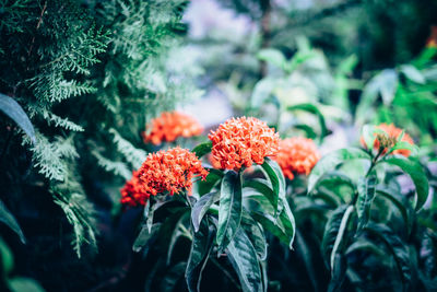 Close-up of red flowers growing on tree