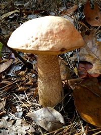 Close-up of mushrooms