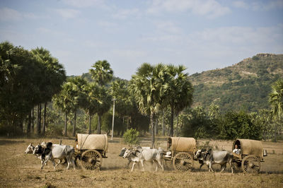 Ox carts on field by trees against sky