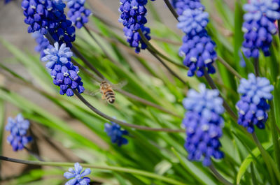 flowering plant