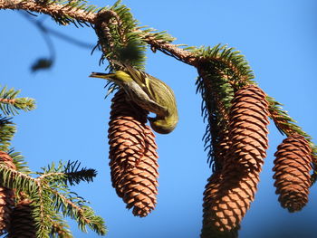 Low angle view of bird on pine against sky