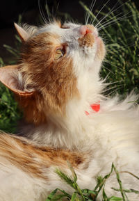 Close-up of a cat tickling the sky with its long whiskers.