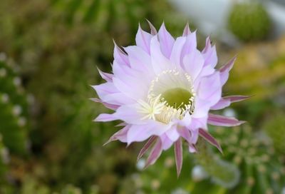 Close-up of pink flower