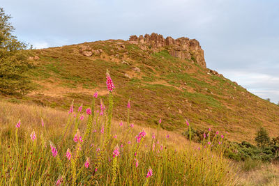 Purple flowering plants on field against sky